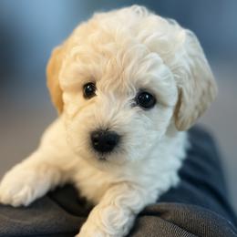 Schnapps - Cream female Companion Cross puppy in Glenmont, New York from CocoPuff Breeders