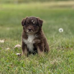 Sedona - Red tri female Miniature Australian Shepherd puppy in New London, Minnesota from Broken T Australian Shepherds