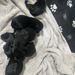 Sugar - Black female Scottish Terrier puppy in Goodrich, Texas from Landrum Scottish Terriers