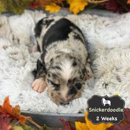 Snickerdoodle - Blue merle male Australian Shepherd puppy in El Dorado Springs, Missouri from OR Aussies