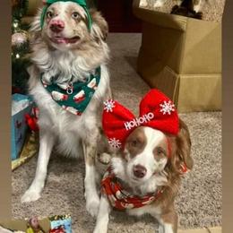 Miniature Australian Shepherds and Toy Australian Shepherds from Rowdy Ranch Tx