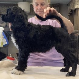 Portuguese Water Dog All Grown Up from Belladonna Farm Portuguese Water Dogs