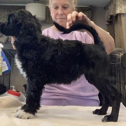 Portuguese Water Dog All Grown Up from Belladonna Farm Portuguese Water Dogs