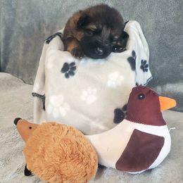 German Shepherd Puppies from Shepherd's Watch