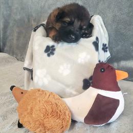 German Shepherd Puppies from Shepherd's Watch