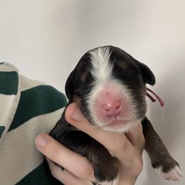 Pink - Black rust and white female Bernese Mountain Dog puppy in Saratoga Springs, Utah from Berner Acre Woods