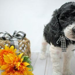 Poodle, Sheepadoodle, Old English Sheepdog, Bernese Mountain Dog, and Bernedoodle Puppies from VonDoodles Bernedoodles & Sheepadoodles