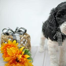 Poodle, Sheepadoodle, Old English Sheepdog, Bernese Mountain Dog, and Bernedoodle Puppies from VonDoodles Bernedoodles & Sheepadoodles