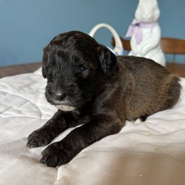 Aussiedoodle and Cockapoo Puppies from Sassy Bob’s Designer Dogs
