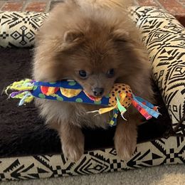 Chihuahua and Pomeranian Puppies from Hummingbird & Fox