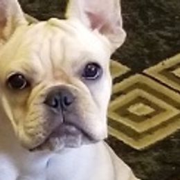 French Bulldogs from Hunter Creek