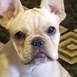 French Bulldogs from Hunter Creek