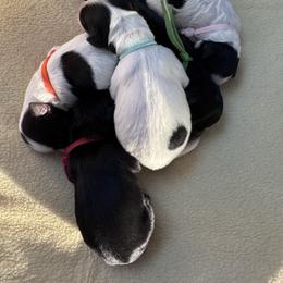 Schnoodle puppies from DM Schnoodles and schnauzers