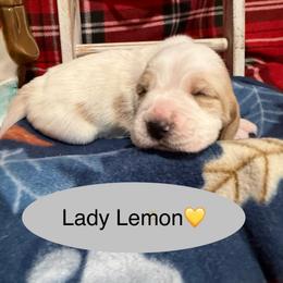 Lady Lemon - Lemon and white female Basset Hound puppy in Lagrange, Georgia from Tall Oak Bassets