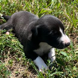 King - White and black male Whippet puppy in West Plains, Missouri from Sycamore Ridge Puppies