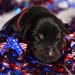 Girl 3 - Black and rust female Doberman Pinscher puppy in Overton, Texas from Obsidian Kennel