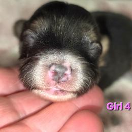 Companion Cross puppies from Lovely Ladies and Little Asses Miniature Equines (L3A Pomeranians & Papillons)
