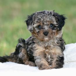 Woody - Merle male Cavapoo puppy in Checotah, Oklahoma from Blue Hue Aussies