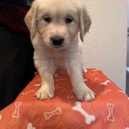 Boy 3 - Golden Retriever puppy in Ocala, Florida from Rosebud Goldens