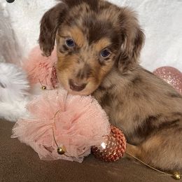 Dachshund and Miniature Schnauzer Puppies from The Bossy Doxie Farm