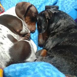 Dachshunds from Winnie’s Doxys
