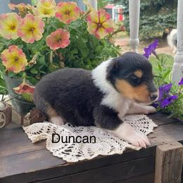 Duncan - Black white and tan male Collie puppy in Hinckley, Minnesota from Rusty Spur Collies