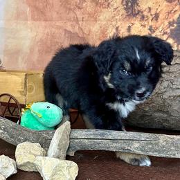 Comet - Black tri-color female Australian Shepherd puppy in West Union, Iowa from Boundless Hearts Australian Shepherds LLC