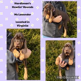 Australian Cattle Dog and Bloodhound Puppies from Hardiman’s Howlin’ Hounds