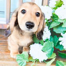 Dash 3500 - Cream male Dachshund puppy in Sylvania, Alabama from Yancey’s Doxies