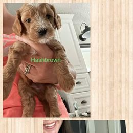 Goldendoodle Puppies from Salty River Doodles