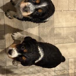 English Springer Spaniel Puppies from Stormin Pine and Prairie Springers