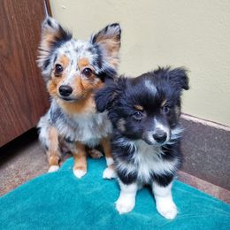American Corgi and Pembroke Welsh Corgi Puppies from Koko's Kennels