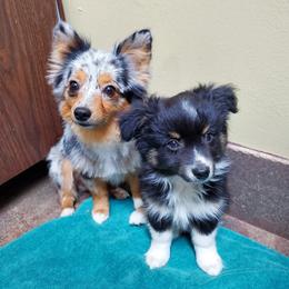 American Corgi and Pembroke Welsh Corgi Puppies from Koko's Kennels