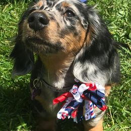 Dachshunds from Daweshunds