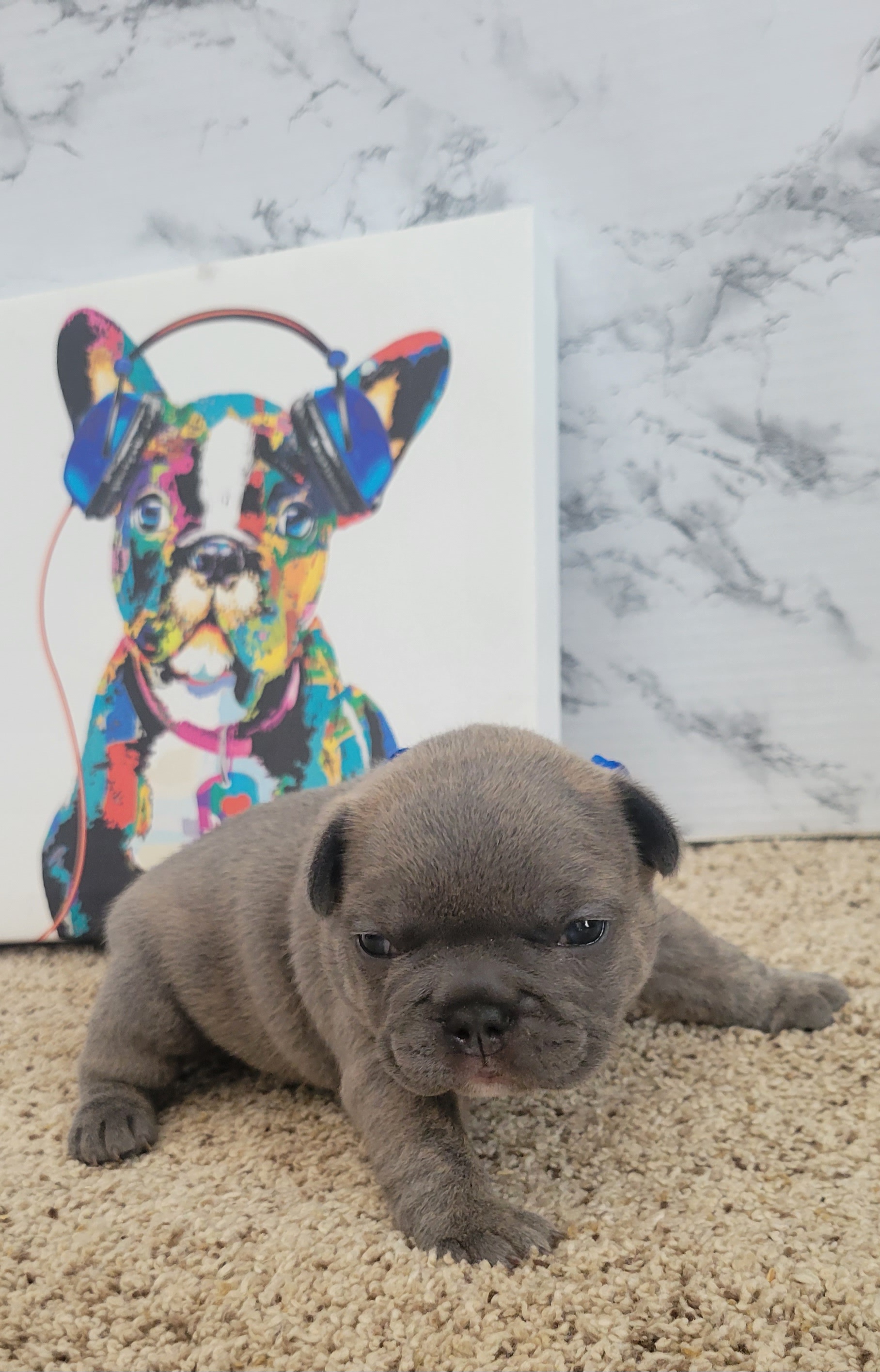 French Bulldog Puppies from Zoomie Time Frenchies