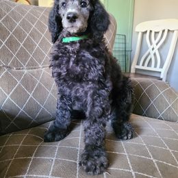 Poodle Puppies from Hickory Hills Poodles