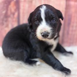 Cubby - Blue Collar - Black & white male Australian Shepherd puppy in San Marcos, California from Faith Family Freedom Farm