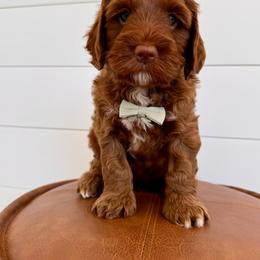 Moose - Caramel red male Australian Labradoodle puppy in Prunedale, California from Summer Hill Labradoodles