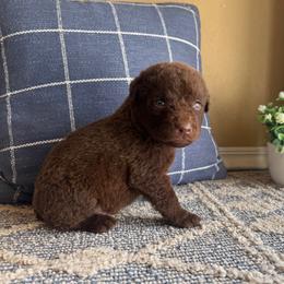 Goose - Brown male Chesapeake Bay Retriever puppy in Ulen, Minnesota from North Wind Gundogs