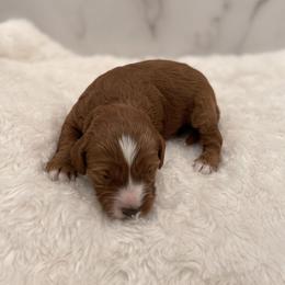 Cinderella - Red  female Goldendoodle puppy in Kansas City, Kansas from Bella & Ivy’s Mini Goldendoodles of KC