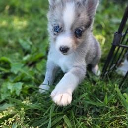 Echo - Merle female Pomsky puppy in Mc Callsburg, Iowa from SZ Rolling Acres LLC