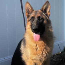 Ginger - Black and red female German Shepherd puppy in Whitewater, California from Vom Haus Metzler Shepherds