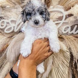 Vanilla Bean - Parti male Goldendoodle puppy in Pearland, Texas from Posh Paws Puppies