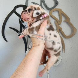 Pink Collar - Harlequin female Great Dane puppy in Alton, Illinois from Show Me Great Danes and Basset Hounds