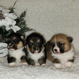 Labrador Retriever and Pembroke Welsh Corgi Puppies from White Star Corgis