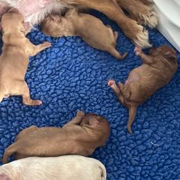 Dopey - Ruby male Cavalier King Charles Spaniel puppy in Eatontown, New Jersey from NJ Cavalier King Charles Breeder