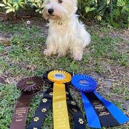 West Highland White Terriers from Lorraine's West Highland White Terriers