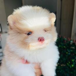 Luckas - Pomeranian
