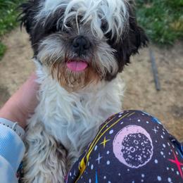 Ace - Black and white male Shih Tzu puppy in Troy, Ohio from Ever After Tails