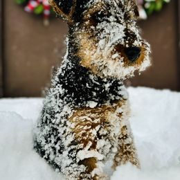Bullwinkle - Airedale Terrier puppy from Aim High Airedales & German Shorthaired Pointers